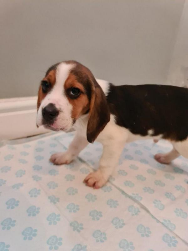 5 Beautiful Pedigree Beagle Puppies text us at (706) 607-8151 Image eClassifieds4u