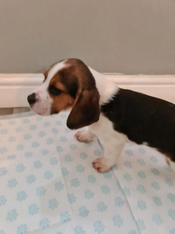 5 Beautiful Pedigree Beagle Puppies text us at (706) 607-8151 Image eClassifieds4u