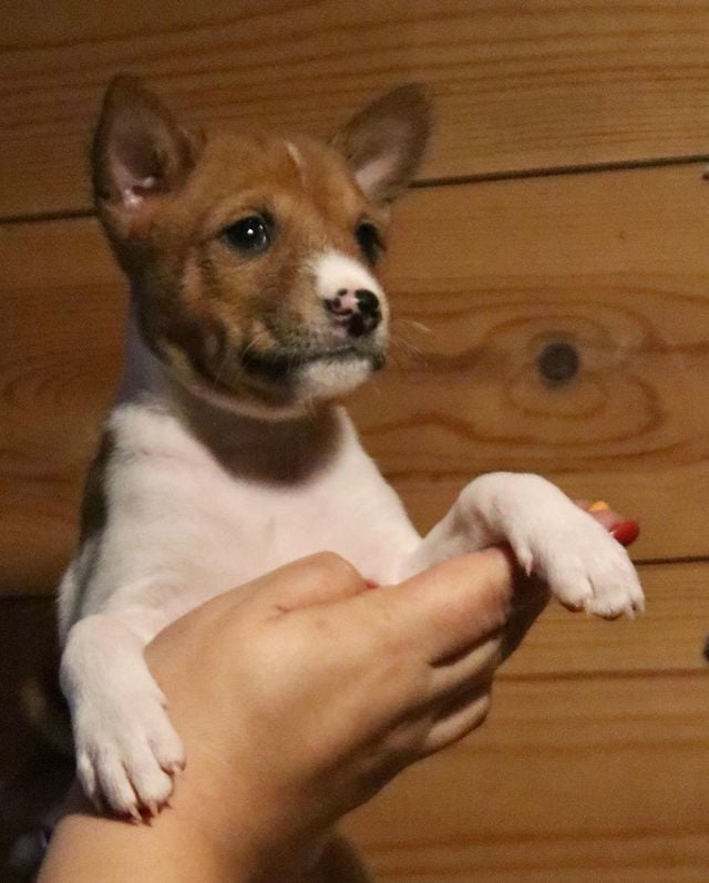 Accurate Basenji puppies for sale text us at (706) 607-8151 Image eClassifieds4u