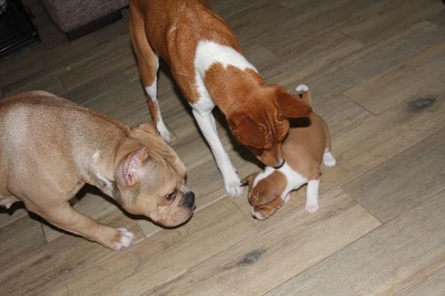Accurate Basenji puppies for sale text us at (706) 607-8151 Image eClassifieds4u