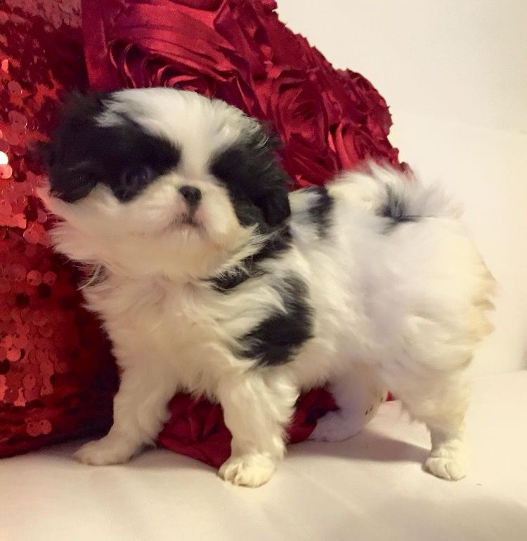 Gorgous Japanese Chin Puppies puppies for sale Image eClassifieds4u