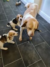 5 Beautiful Pedigree Beagle Puppies text us at (706) 607-8151 Image eClassifieds4u 2