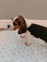 5 Beautiful Pedigree Beagle Puppies text us at (706) 607-8151 Image eClassifieds4u 3