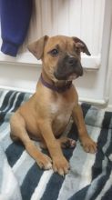 Beautiful, Boxer Puppies text us at (706) 607-8151 Image eClassifieds4u 2