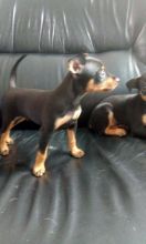 C.K.C Male/Female Doberman Pinscher Puppies For Adoption Image eClassifieds4U