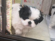 Gorgous Japanese Chin Puppies puppies for sale Image eClassifieds4u 4