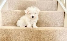 Small Cute Kc Maltese Terrier Puppies text us at (706) 607-8151 Image eClassifieds4u 2