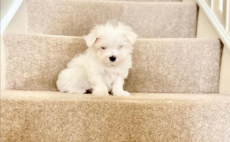 Small Cute Kc Maltese Terrier Puppies text us at (706) 607-8151 Image eClassifieds4u