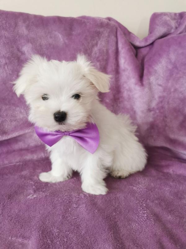Small Cute Kc Maltese Terrier Puppies text us at (706) 607-8151 Image eClassifieds4u