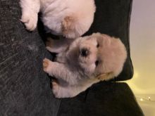 Beautiful Cream Chow Chow Puppies For Sale text us at (706) 607-8151