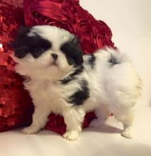Excellent Japanese Chin puppies for sale text us at (706) 607-8151