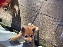 Japanese Sheba Inu text us at (706) 607-8151