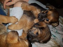 most wonderful border terrier puppies for sale text us at (706) 607-8151