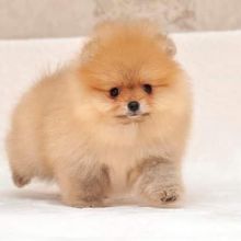 POMERANIAN AVAILABLE FOR ADOPTION