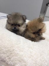 Pomeranian Puppies - Updated On All Shots Available For Rehoming