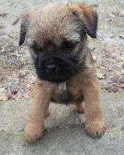 Rehome Border Terrier Pup text us at (706) 607-8151