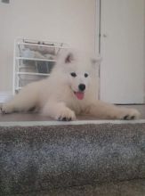 SAMOYED PUPPIES FOR SALE text us at (706) 607-8151