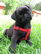 WANTED: Black MALE Pug Puppy! [Please Read Description]