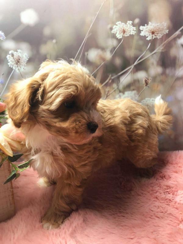 Adorable Tiny Maltipoos text us at (706) 607-8151 Image eClassifieds4u