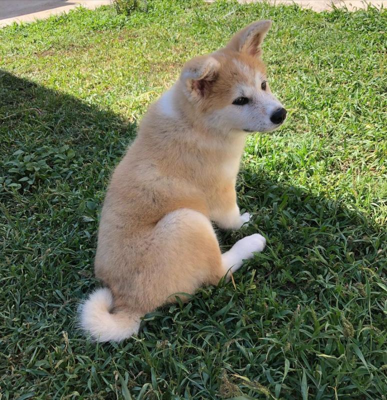 AKITA AVAILABLE FOR ADOPTION Image eClassifieds4u