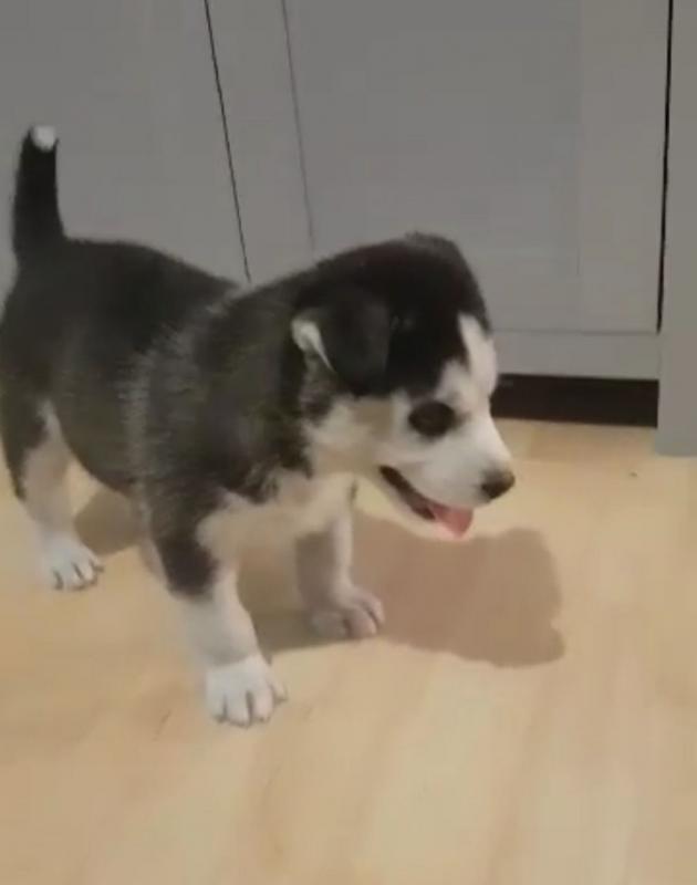 Amazing Siberian Husky text us at (706) 607-8151 Image eClassifieds4u