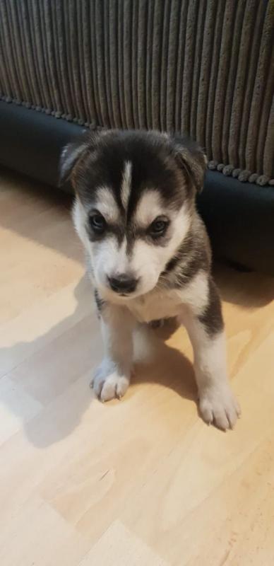 Amazing Siberian Husky text us at (706) 607-8151 Image eClassifieds4u