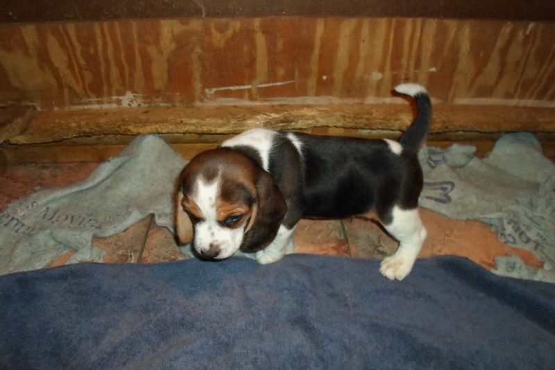 Beagle Puppies - Updated On All Shots Available For Rehoming Image eClassifieds4u