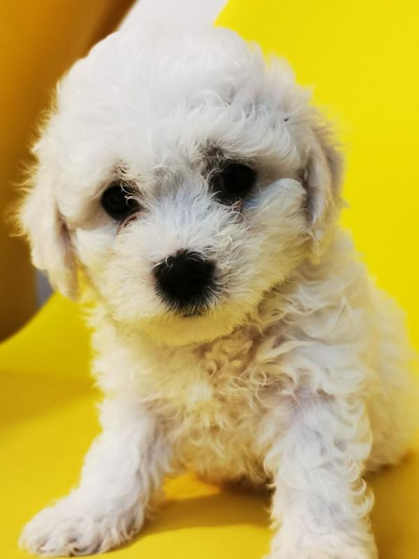 Bichon Frise Boy And Girl For Sale text us at (706) 607-8151 Image eClassifieds4u
