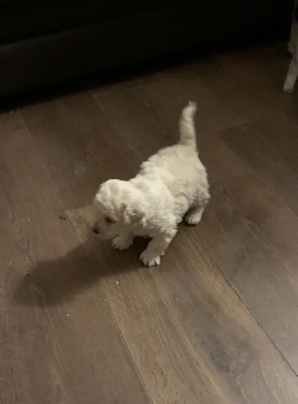 Bichon Frise Boy And Girl For Sale text us at (706) 607-8151 Image eClassifieds4u