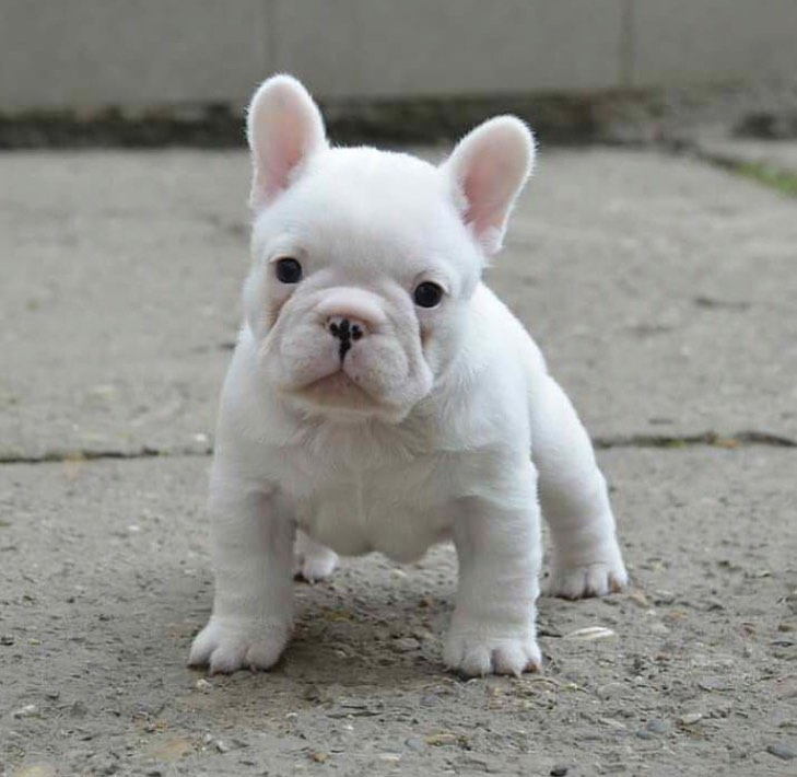 BULLDOG AVAILABLE FOR ADOPTION Image eClassifieds4u