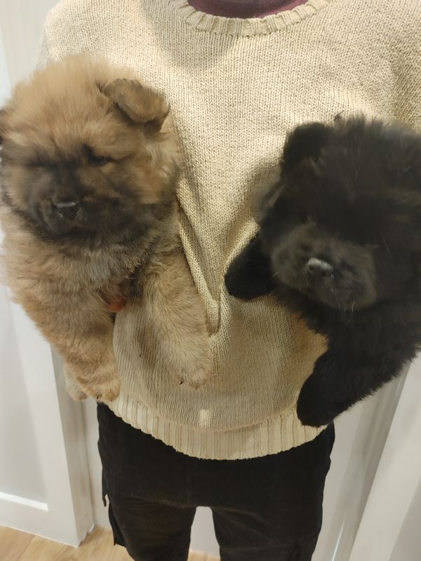 Chow Chow Puppies - Updated On All Shots Available For Rehoming Image eClassifieds4u