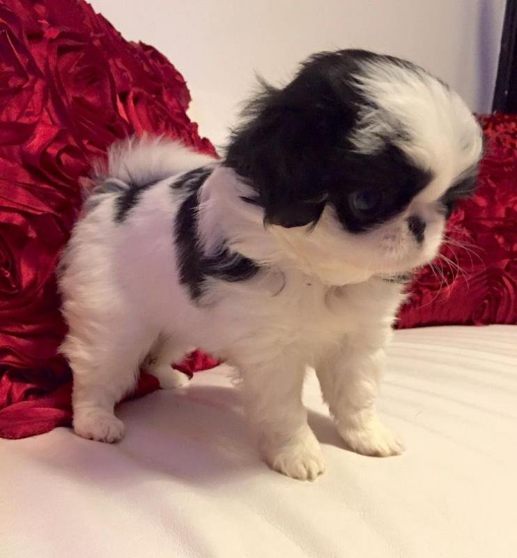 Excellent Japanese Chin puppies for sale text us at (706) 607-8151 Image eClassifieds4u