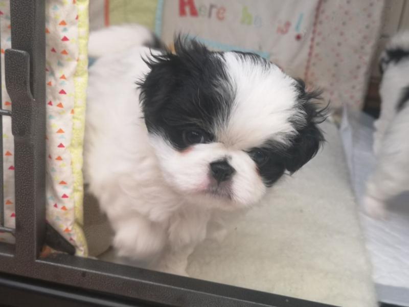 Excellent Japanese Chin puppies for sale text us at (706) 607-8151 Image eClassifieds4u