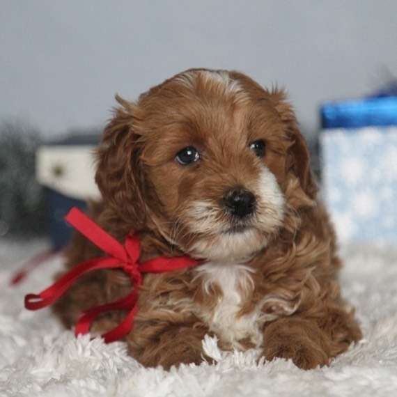 Golden Doodle For Adoption Image eClassifieds4u