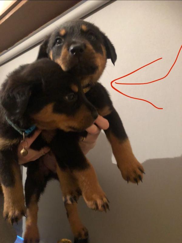 Gorgeous Rottweiler Pups For Sale text us at (706) 607-8151 Image eClassifieds4u