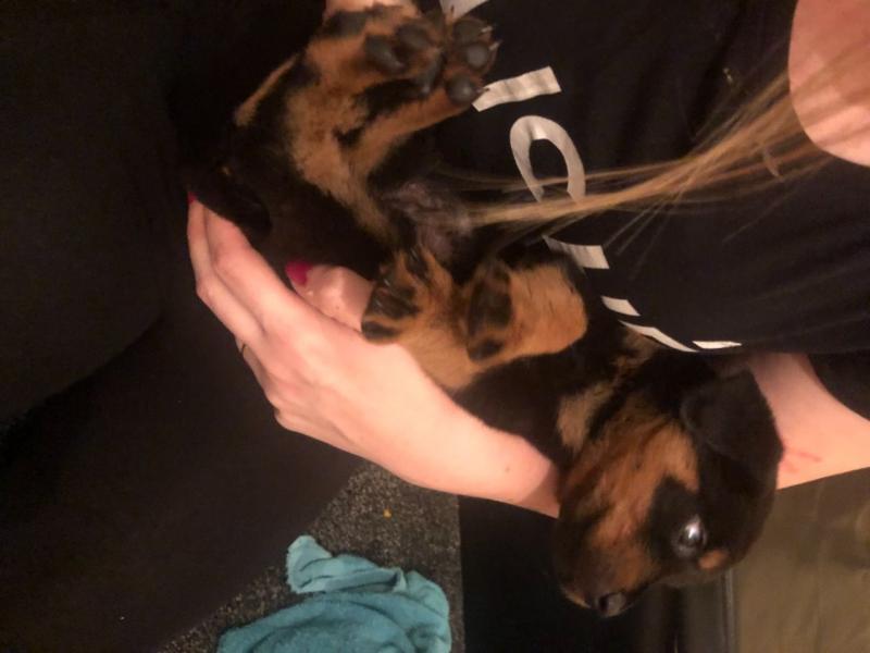 Gorgeous Rottweiler Pups For Sale text us at (706) 607-8151 Image eClassifieds4u