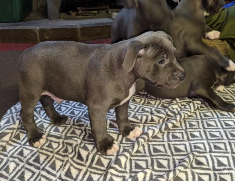 heart Staffordshire Bull Terrier Puppies text us at (706) 607-8151 Image eClassifieds4u