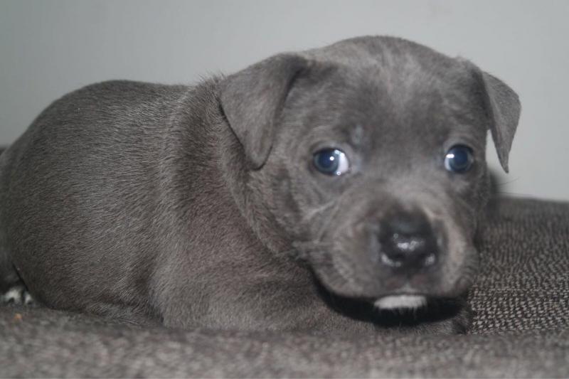 heart Staffordshire Bull Terrier Puppies text us at (706) 607-8151 Image eClassifieds4u