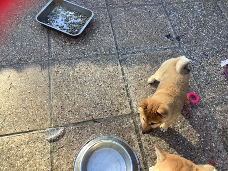 Japanese Sheba Inu text us at (706) 607-8151 Image eClassifieds4u