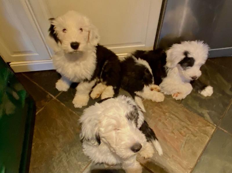 Lovely Old English Sheepdogs text us at (706) 607-8151 Image eClassifieds4u