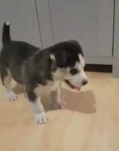 Amazing Siberian Husky text us at (706) 607-8151 Image eClassifieds4u 1