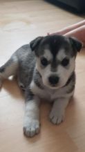 Amazing Siberian Husky text us at (706) 607-8151 Image eClassifieds4u 2