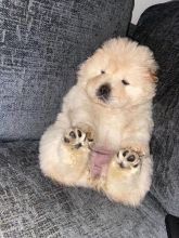 Beautiful Cream Chow Chow Puppies For Sale text us at (706) 607-8151 Image eClassifieds4u 2
