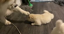 Beautiful Cream Chow Chow Puppies For Sale text us at (706) 607-8151 Image eClassifieds4u 3