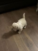 Bichon Frise Boy And Girl For Sale text us at (706) 607-8151 Image eClassifieds4u 2