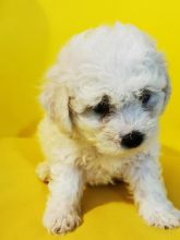 Bichon Frise Boy And Girl For Sale text us at (706) 607-8151 Image eClassifieds4u 3