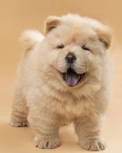 CHOWCHOW PUPPIES AVAILABLE FOR ADOPTION Image eClassifieds4U
