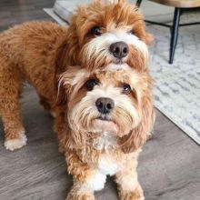 Golden Doodle For Adoption Image eClassifieds4u 2