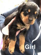 Gorgeous Rottweiler Pups For Sale text us at (706) 607-8151 Image eClassifieds4u 2
