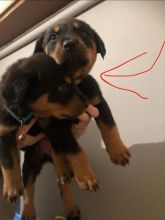 Gorgeous Rottweiler Pups For Sale text us at (706) 607-8151 Image eClassifieds4u 3